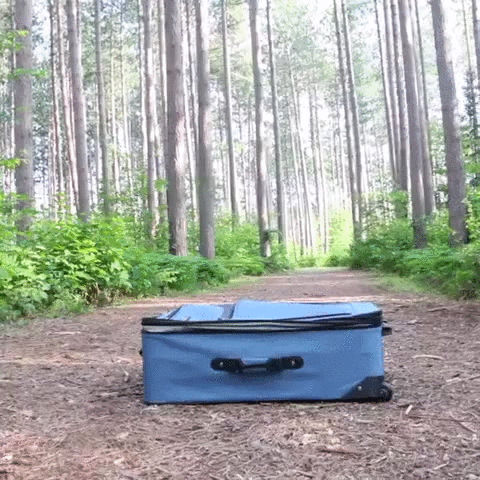 A happy dog runs towards a suitcase on the ground and gets inside, with his little head poking out!